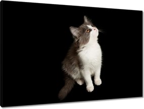 Vászonkép 90x60 Aranyos kis szürke cica