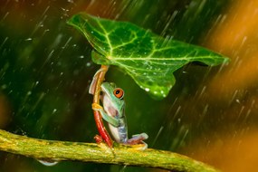Művészeti fotózás Ohh Noo :( It's Raining, Kutub Uddin, (40 x 26.7 cm)