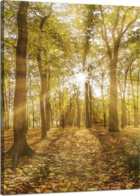 Vászonkép Nap a fák között az erdőben 50x70 cm