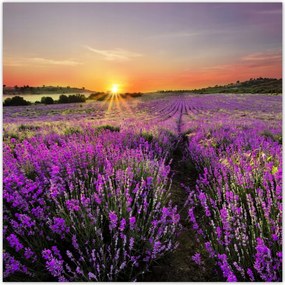 Fotótapéta flizelina 312x312 Levendula mező Nyugat