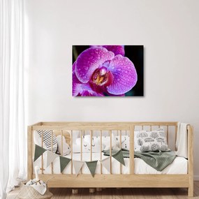 Részletes kép az orchidea virágról (üvegen) (70x50 cm)