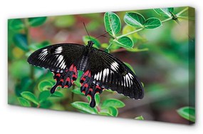 Canvas képek A levelek színes pillangó 120x60 cm