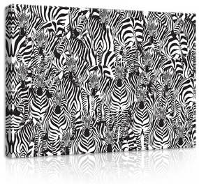Zebrák, vászonkép, 70x50 cm méretben