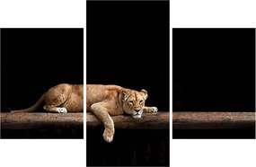 Kép - Lioness (90x60 cm)