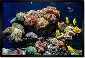Poszterek keretben 60x40 Halak Korallzátony