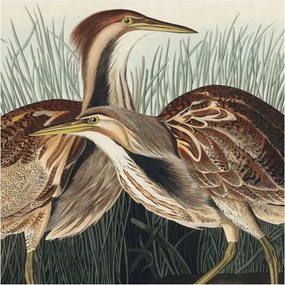 Fotótapéta Flizelin Fali szett Realisztikus madarak 250x250 ragasztóval