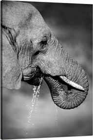 Vászonkép Fekete-fehér Vízivó elefánt 80x120 cm Ideális ajándék