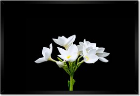 Poszterek keretben 60x40 Virág Frangipani plumeria