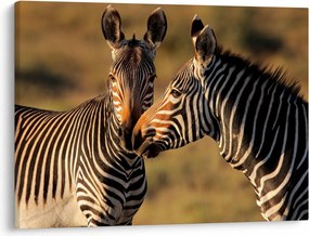 Kép - Két zebra (70x50 cm)