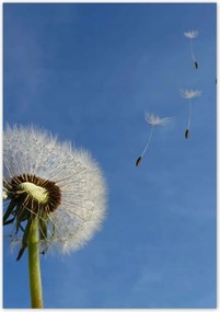 Poszterek 70x100 Pitypangok papírsárkányok