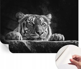 Matt öntapadós fotótapéta Falra Ragadozó tekintet 104x70 cm