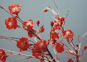 Poszter 70x50cm Bíbor Tavasz