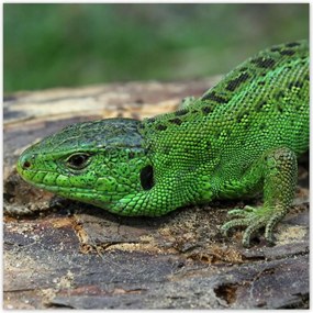 Poszterek 30x30 Zöld gyík