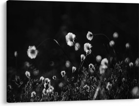 Kép - Gyapotfűvel borított rét N⁰1 (70x50 cm)