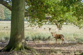 Poszter 91,5x61cm Szarvas az erdőben 2, Assaf Frank