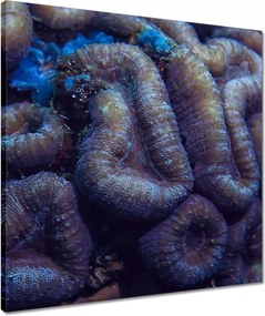 Képek 50x50 Vad természet az óceánban