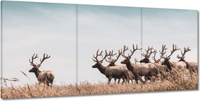 Képek 210x100 Szarvascsorda Szarvak