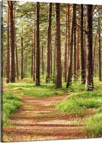 Vászonkép Ösvény az erdőben Fák Természet 50x70 cm