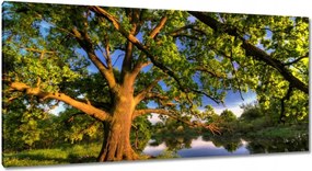 Vászonkép 115x55 Tölgy a croissant-ban Nyugat