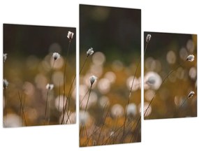 Kép - Gyapotfűvel borított rét N⁰2 (90x60 cm)