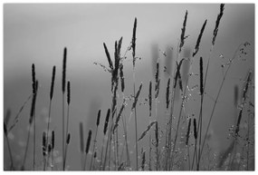 Kép - Fűszálak (90x60 cm)