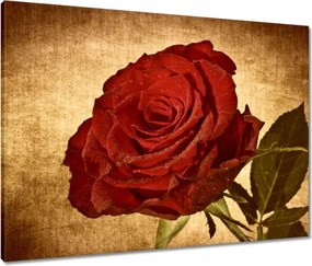 Vászonkép 80x60 Rózsa szépia háttérrel