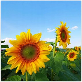 Poszterek 140x140 Napraforgók Égbolt