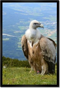 Poszterek keretben 40x60 Veszélyes tekintet