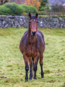 Poszter 30x40cm Ló a mezőn, Assaf Frank