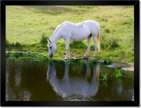 Poszterek keretben 40x30 Fehér ló