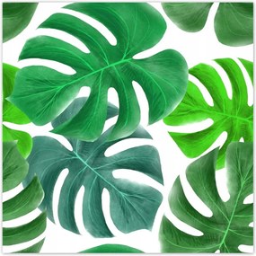 Poszterek 100x100 Levelek Monstery Trópusok