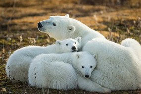 Művészeti fotózás Polar Bear and Cubs by Hudson, Paul Souders, (40 x 26.7 cm)