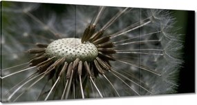 Vászonkép 120x60 Pitypang belülről