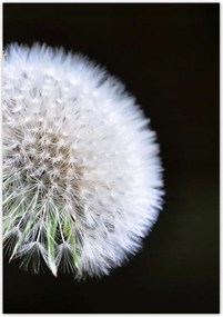 Poszterek 70x100 Pitypang Virág Virágok