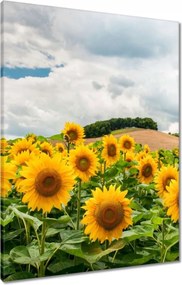Vászonkép 60x80 Tájkép napraforgókkal