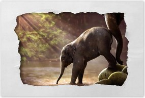 Poszterek 90x60 Anyai szeretet