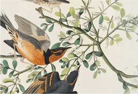 Flizelin tapéta falra Prémium Színes madarak 152x104 Ragasztó