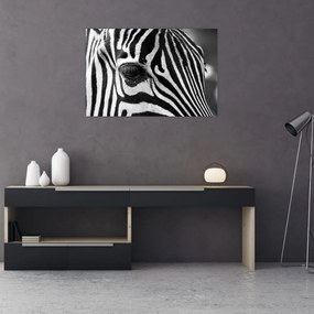 Zebra képe (90x60 cm)