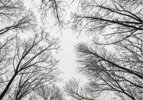 Dekoratív fotótapéta irodába Meztelen ágak 208x146 Ragasztó