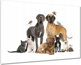 Vászonkép 100x70 Kutya macska madár hüllő nyúl