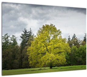 Egy zöld fa képe a mező közepén (üvegen) (70x50 cm)