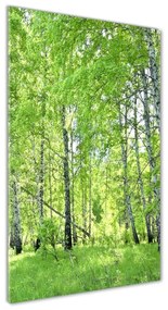 Akril üveg kép Nyírfa erdő oav-84161730