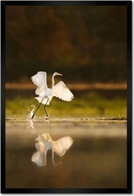 Poszterek keretben 40x60 Madarak