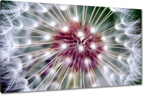 Vászonkép 120x70 Pitypang Virág Virágok