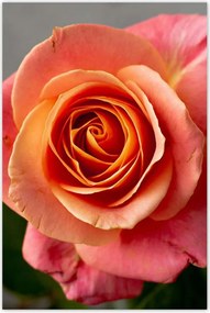 Poszterek 80x120 Rózsa Virág Virágok Rózsa