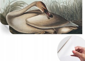 Modern Öntapadós Fotótapéta Mosható Természetes madár 250x104 cm