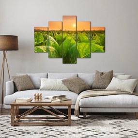 Kép - Mező (150x105 cm)