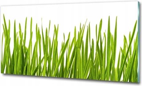 Fotó kép fotó edzett üveg Fű 100x70