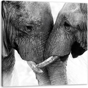 Vászonkép Közelkép Elefánt Szürke Természet 50X50 cm