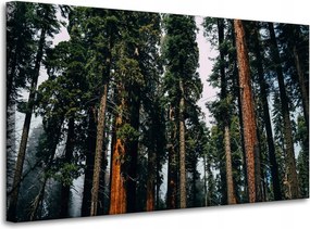 Vászonkép Természet Erdő Tűlevelű fák 100x60